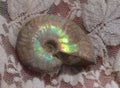 43mm Iridescent AMMONITE FOSSIL Opalized 100 million Years Madagascar