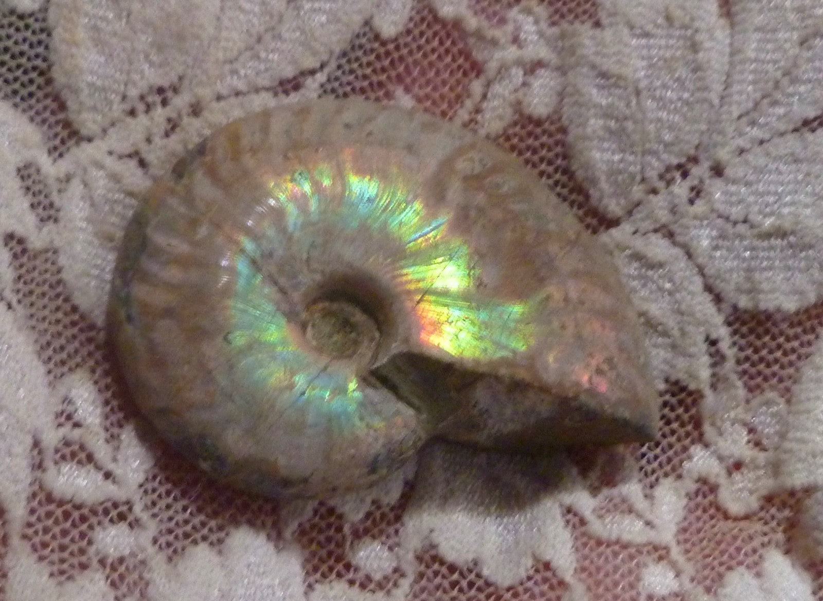 43mm Iridescent AMMONITE FOSSIL Opalized 100 million Years Madagascar