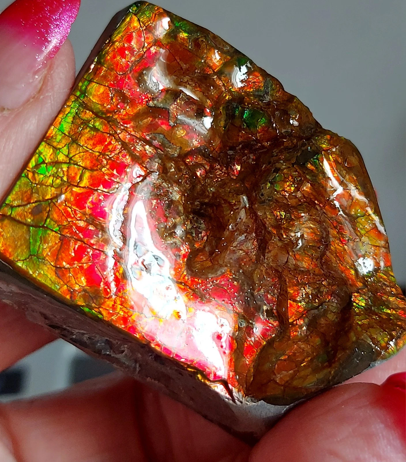 53x43x26 AMMOLITE  Mulit Color gemstone Canada Ammonite