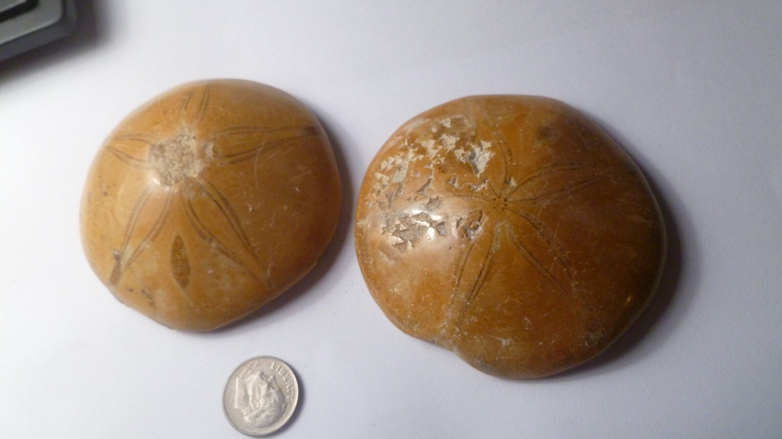 LOT OF 2 Clypeasteroid Fossil Star Sand dollar 2 & 5/8"