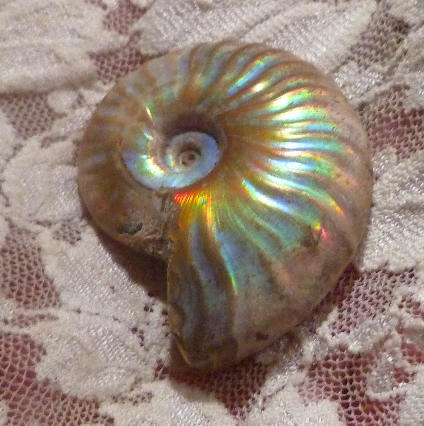 42mm Iridescent AMMONITE FOSSIL Opalized 100 million Years Madagascar