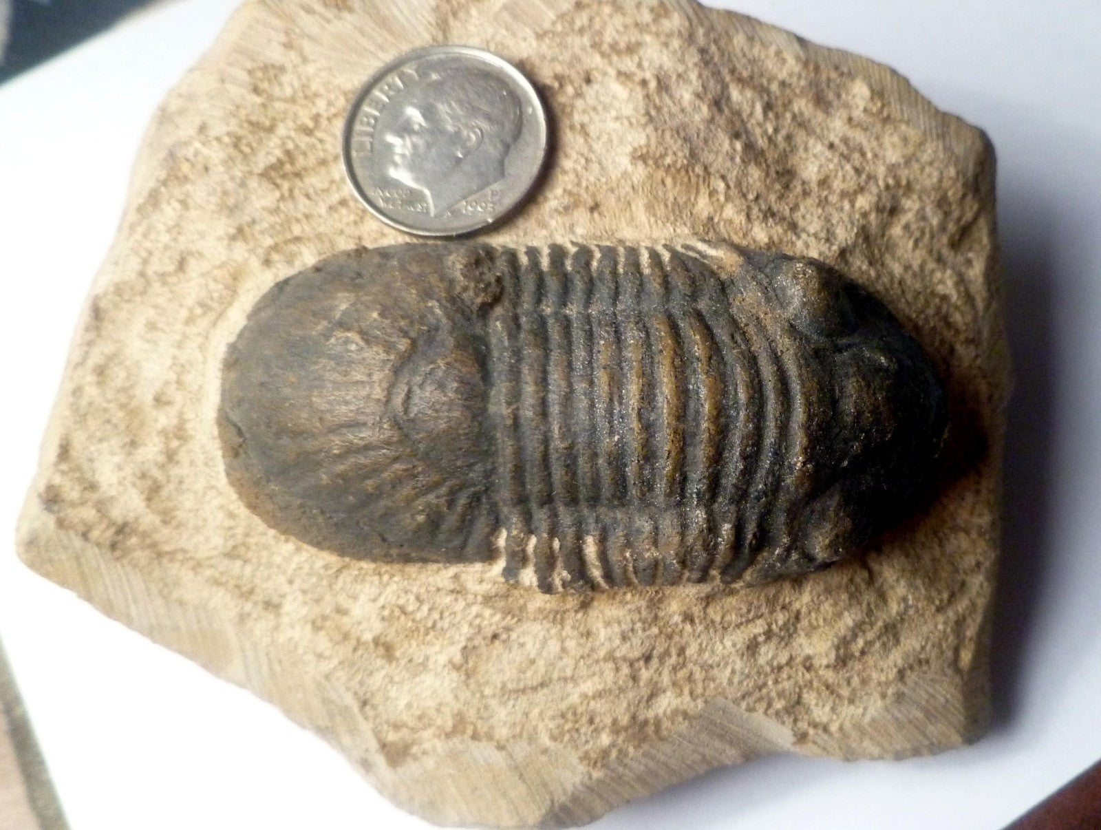 63mm Quality Reedops Trilobite Fossil From The Devonian of Morocco