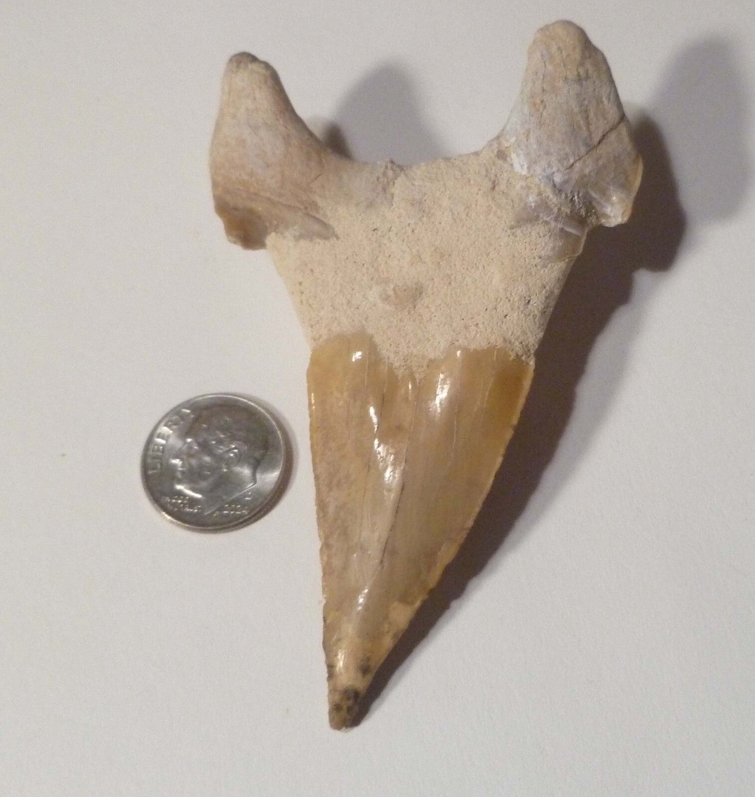 A+ Fossil Otodus Shark Tooth Megalodon Era 3.4” or  85mm