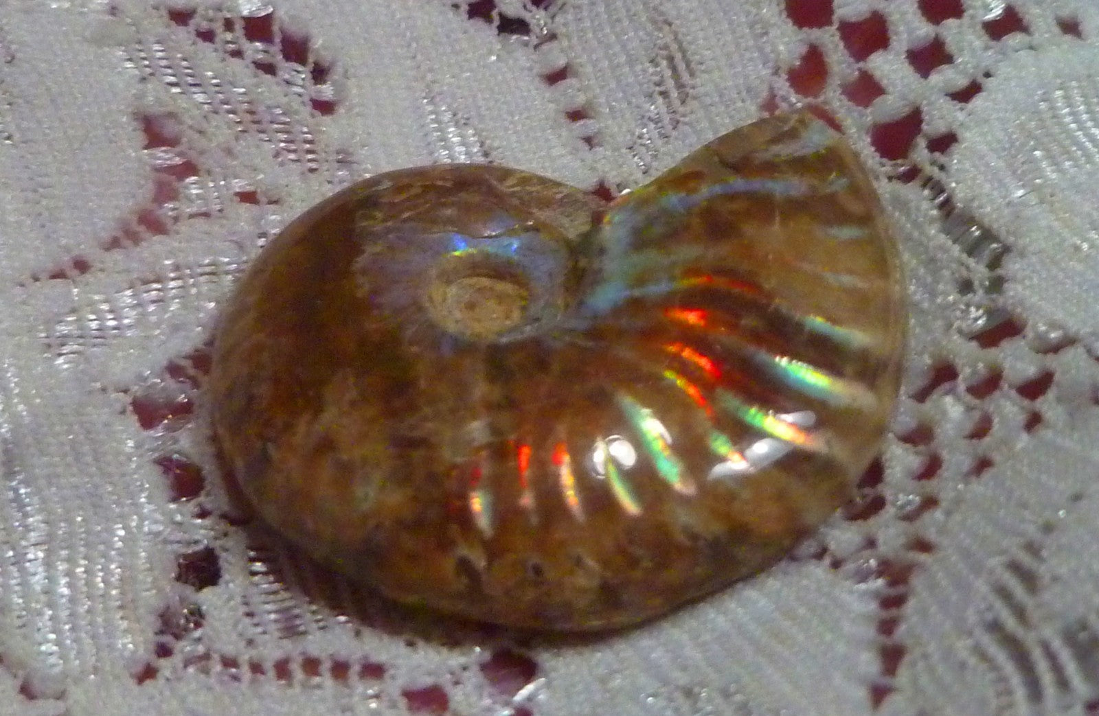 31mm Red Blue GEM QUALITY AMMONITE FOSSIL 100 million Years Madagascar 43cts