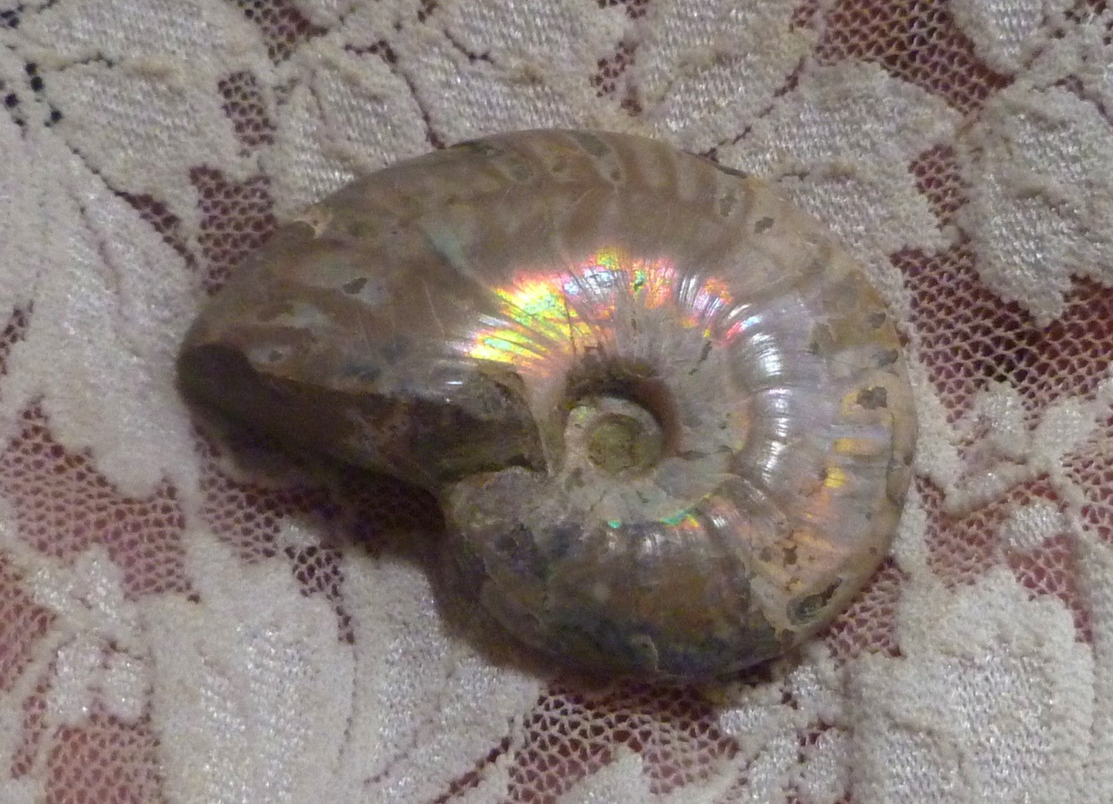 43mm Iridescent AMMONITE FOSSIL Opalized 100 million Years Madagascar