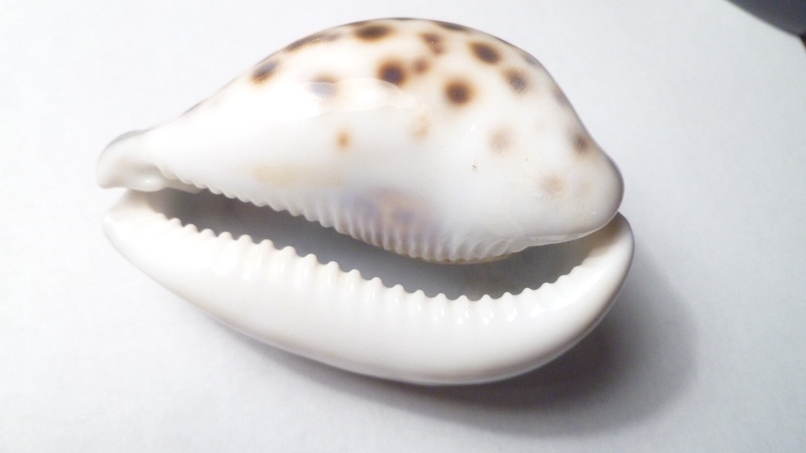 Vintage Beautiful Tiger Cowrie Cypraea Tigris Leopard Pattern Seashell  3.25”