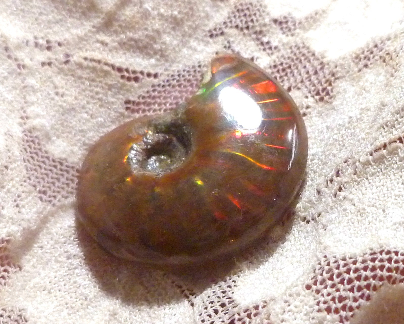 30mm Red GEM QUALITY AMMONITE FOSSIL 100 million Years Madagascar 48cts