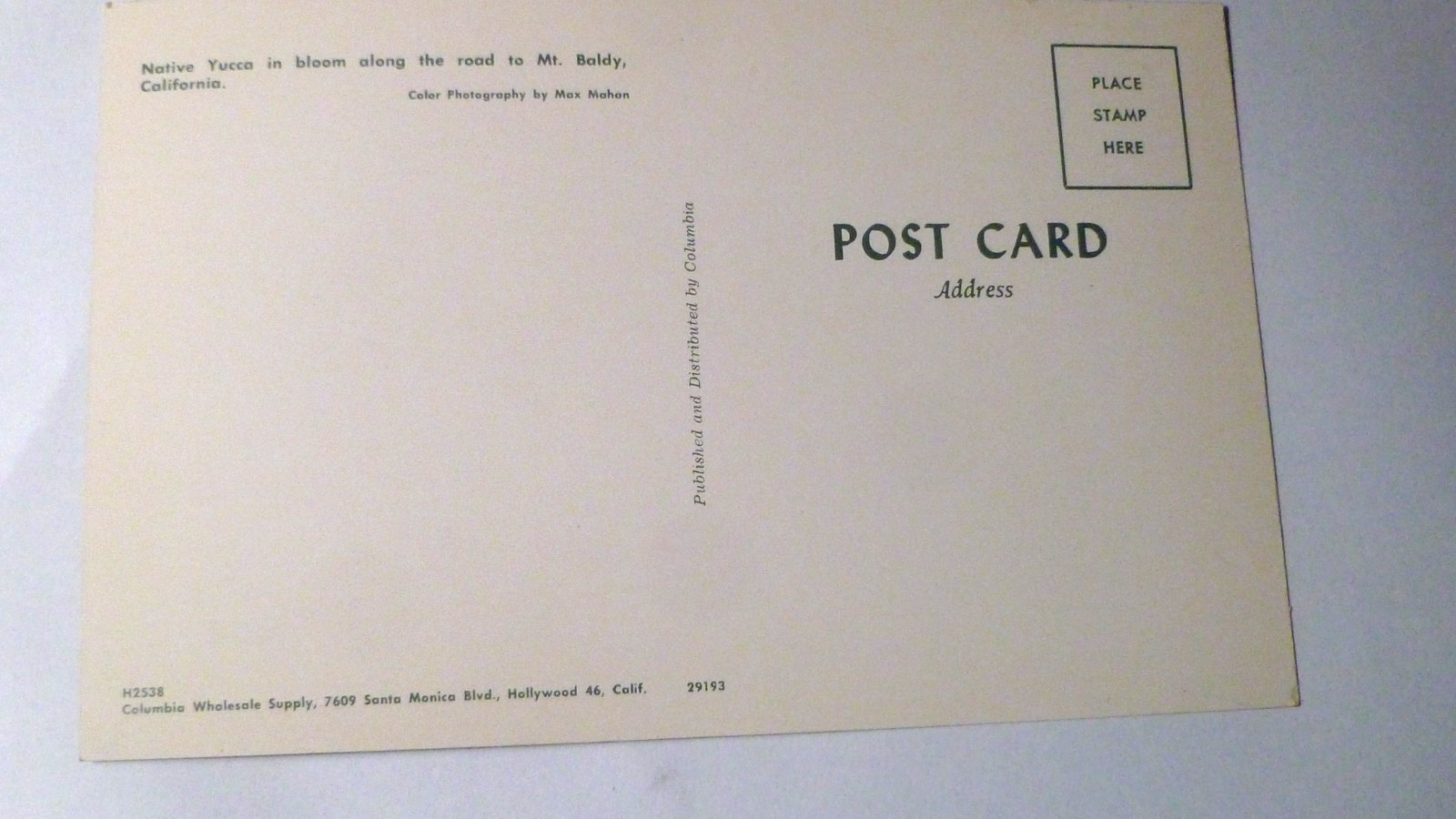 Postcard Native Yucca Road Mount Baldy California USA 1961