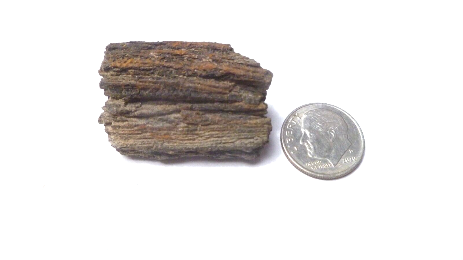 Nice Woodworthia Petrified Wood NE AZ 34x23mm
