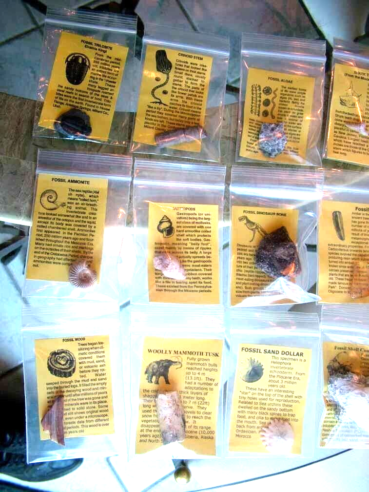 LOT 12 Fossils Trilobite Dinosaur Shark Ammonite Educational Kit