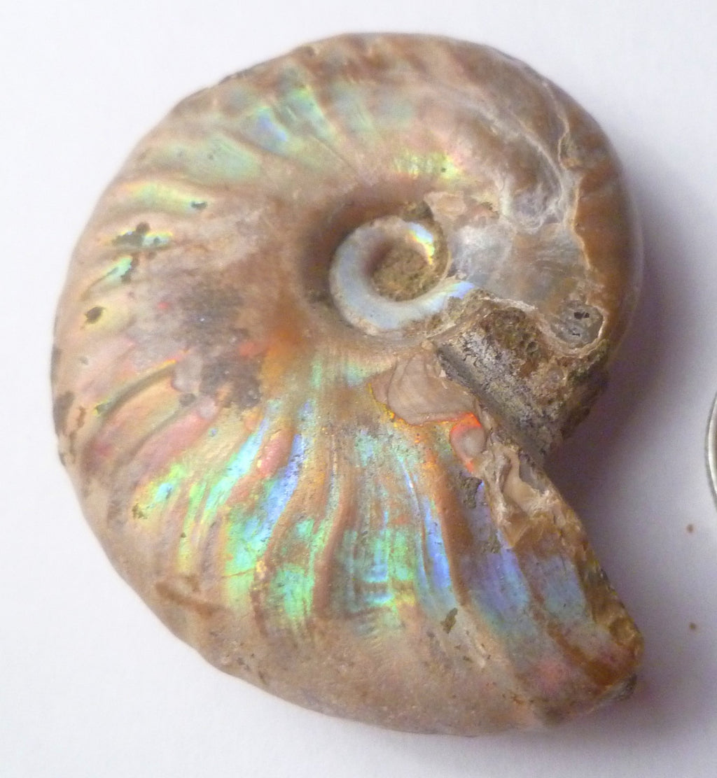 42mm Iridescent AMMONITE FOSSIL Opalized 100 million Years Madagascar