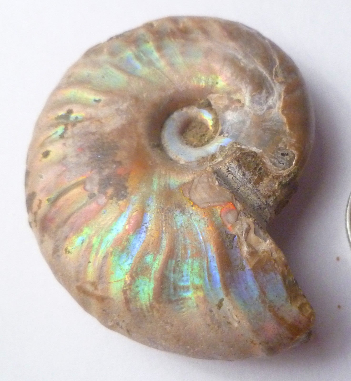 42mm Iridescent AMMONITE FOSSIL Opalized 100 million Years Madagascar