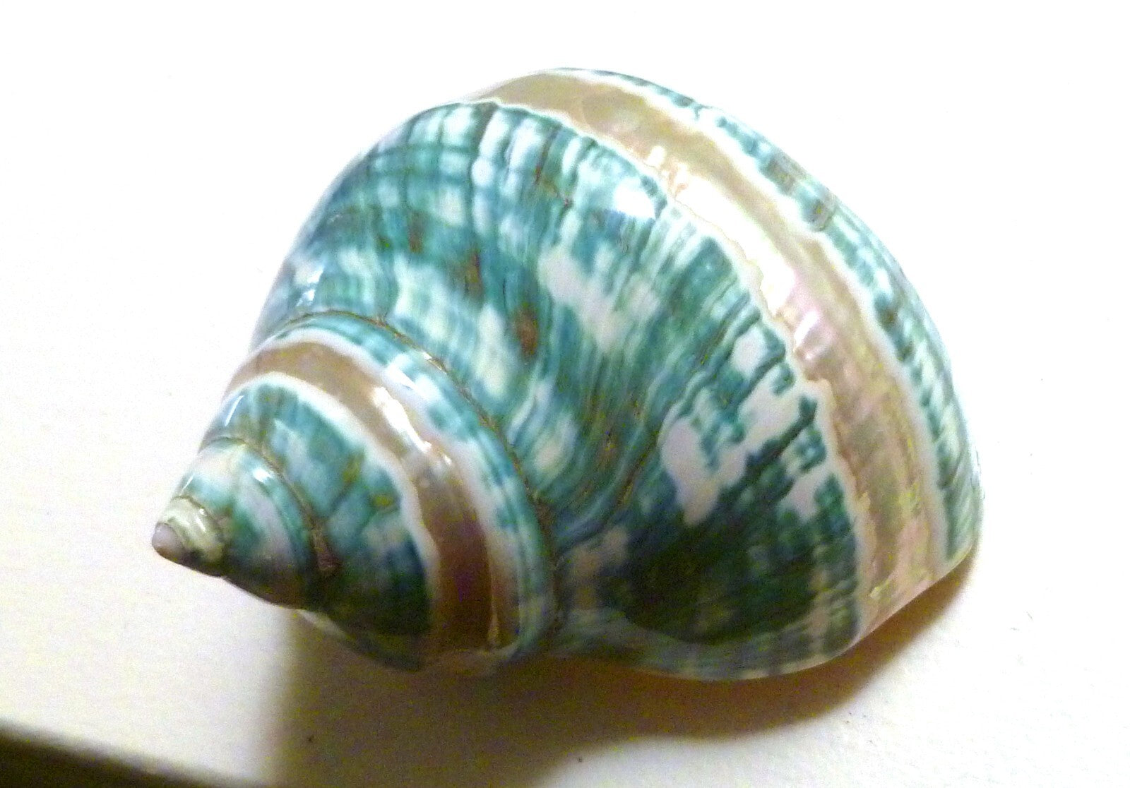 4" Green Banded Turbo Seashell Polished Mother of Pearl Iridescent Home Decor