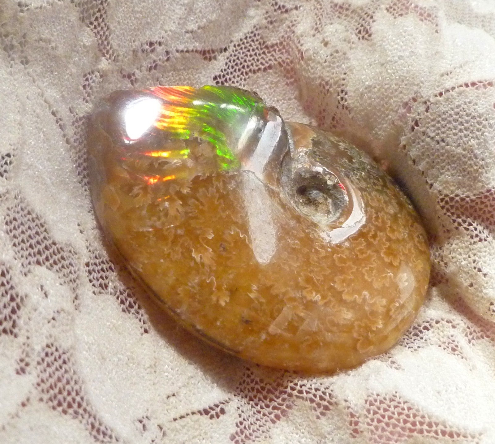 49mm Green Red Polished AMMONITE FOSSIL 100 million Years Madagascar 171cts
