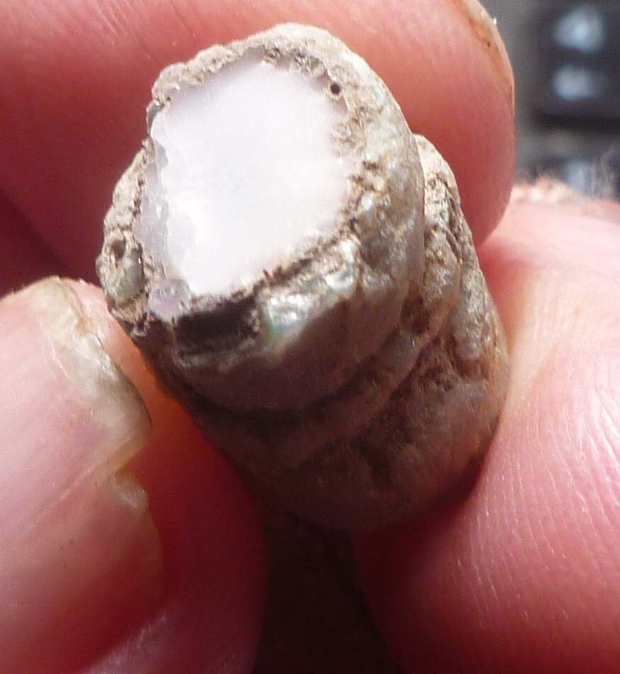 Virgin Valley WHITE PINK Opal Petrified Wood Log Nevada 10 cts