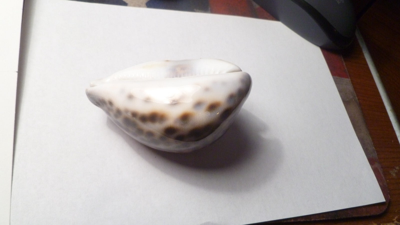 Vintage Beautiful Tiger Cowrie Cypraea Tigris Leopard Pattern Seashell  3.25”