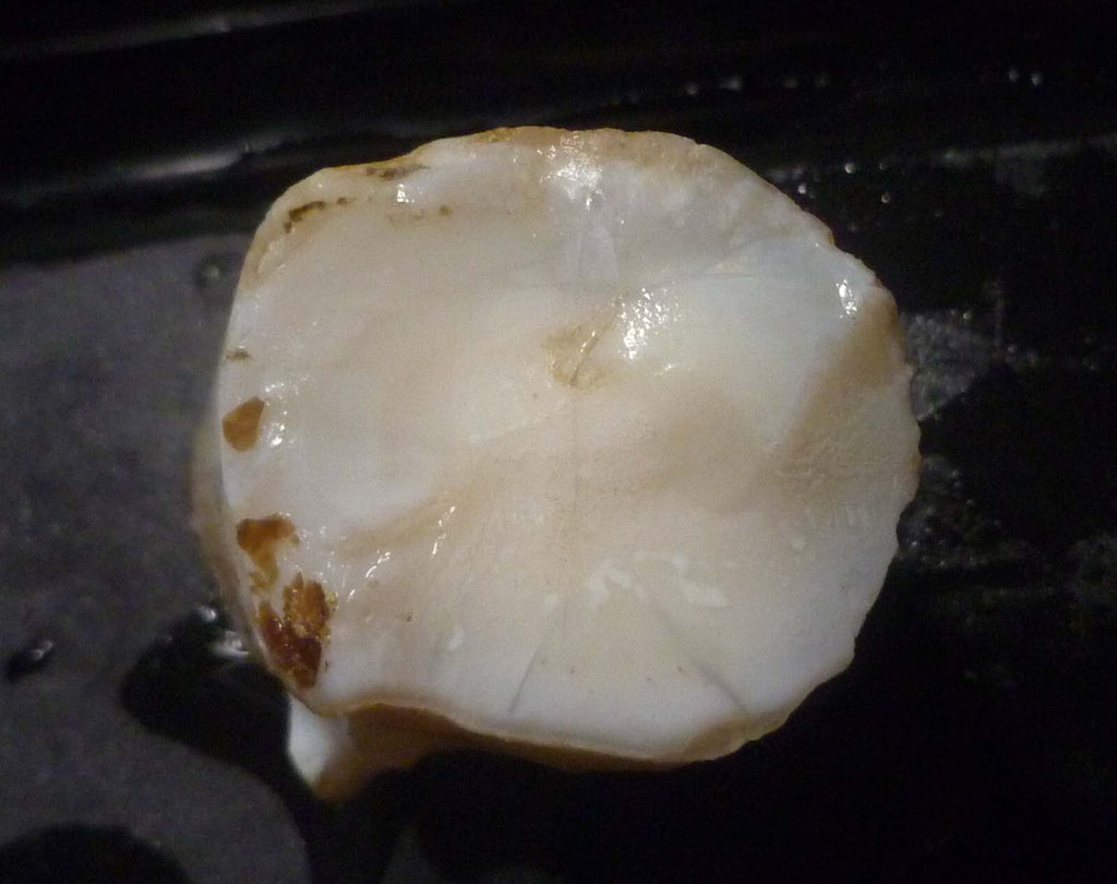 Awesome!  Virgin Valley WHITE Precious Opal Petrified Wood Log Nevada 271..2 cts