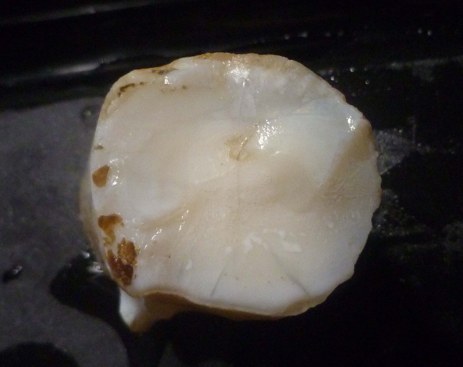 Awesome!  Virgin Valley WHITE Precious Opal Petrified Wood Log Nevada 271..2 cts