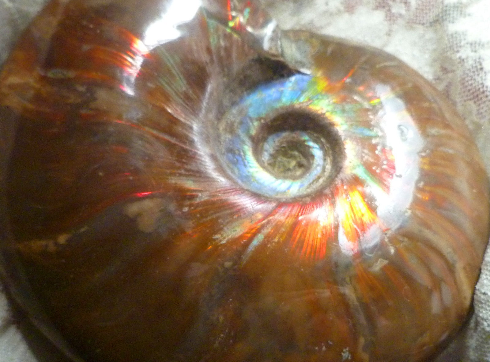 4.6" Red BLUE CENTER AMMONITE FOSSIL 100 MYO Madagascar OLD STOCK