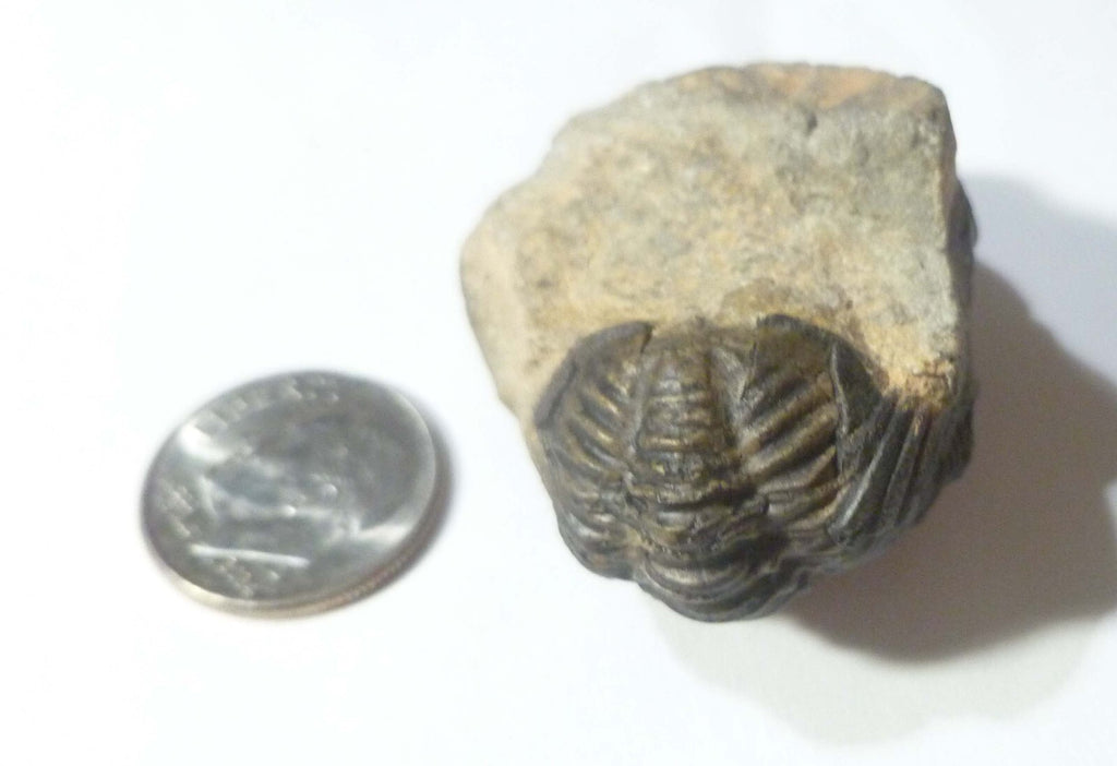 NICE! Quality Phacops Trilobite Fossil From The Devonian of Morocco