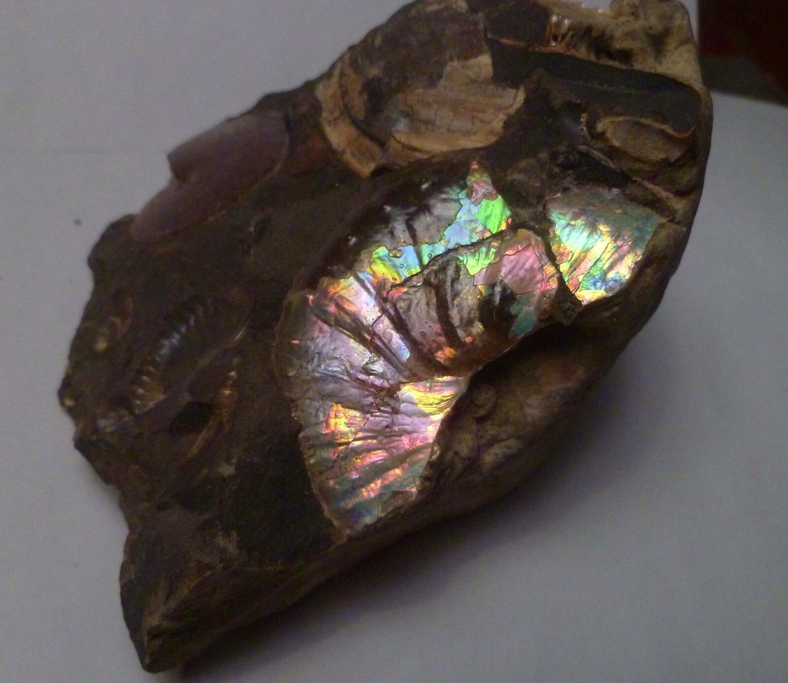 LOTS of fossils! Iridescent Ammonite Ammolite Fossil Discus South Dakota Matrix