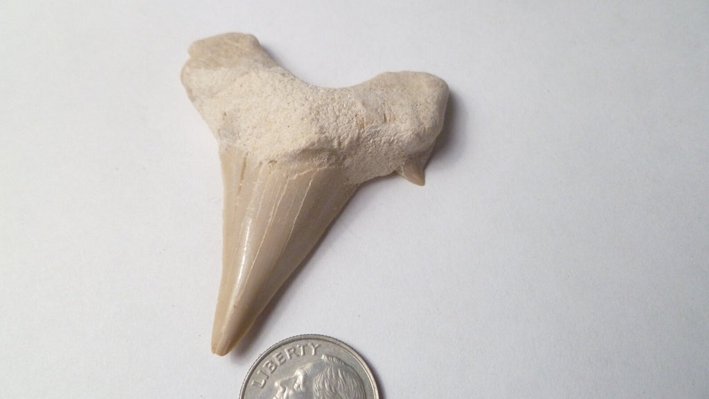 2.2" Otodus Obliquus SHARP Shark Fossil Tooth Specimen Oued Zem Morocco