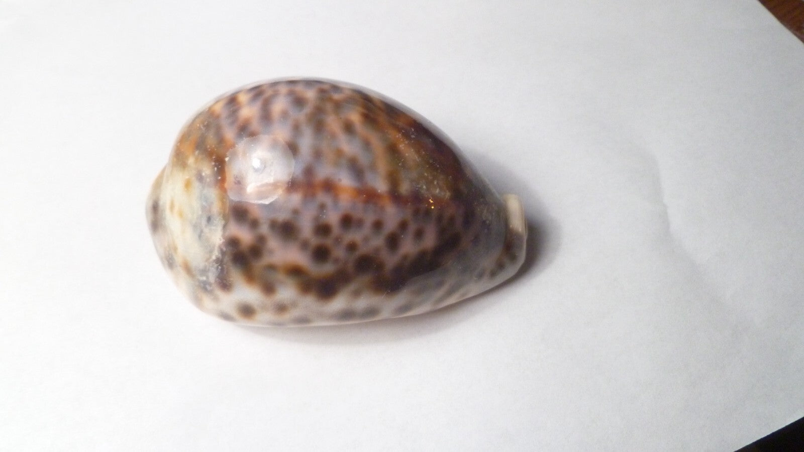 Vintage Beautiful Tiger Cowrie Cypraea Tigris Leopard Pattern Seashell  3.5”