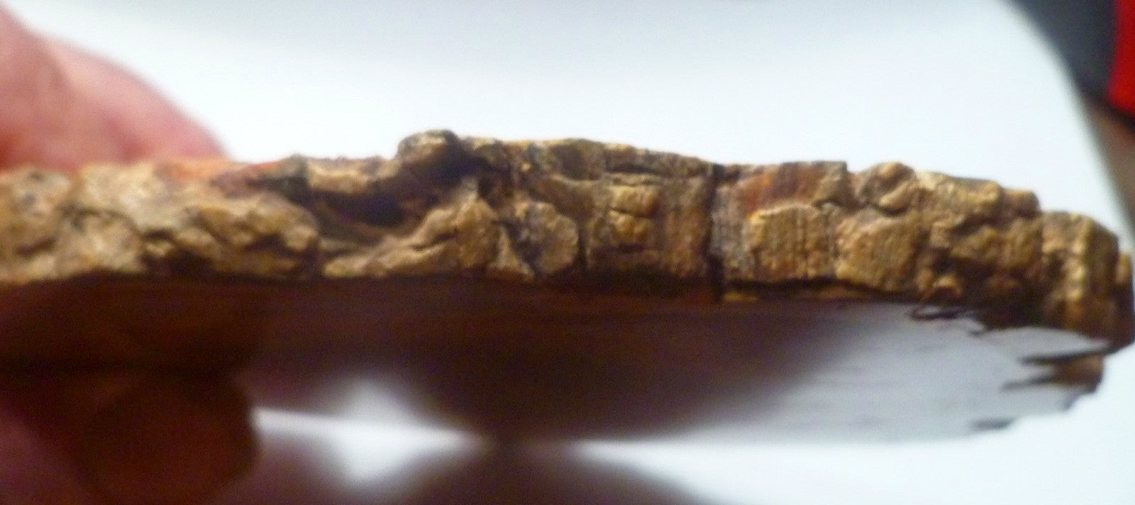 RED! Petrified Wood Polished Slab Great Colors 5.25" Complete Cross Section