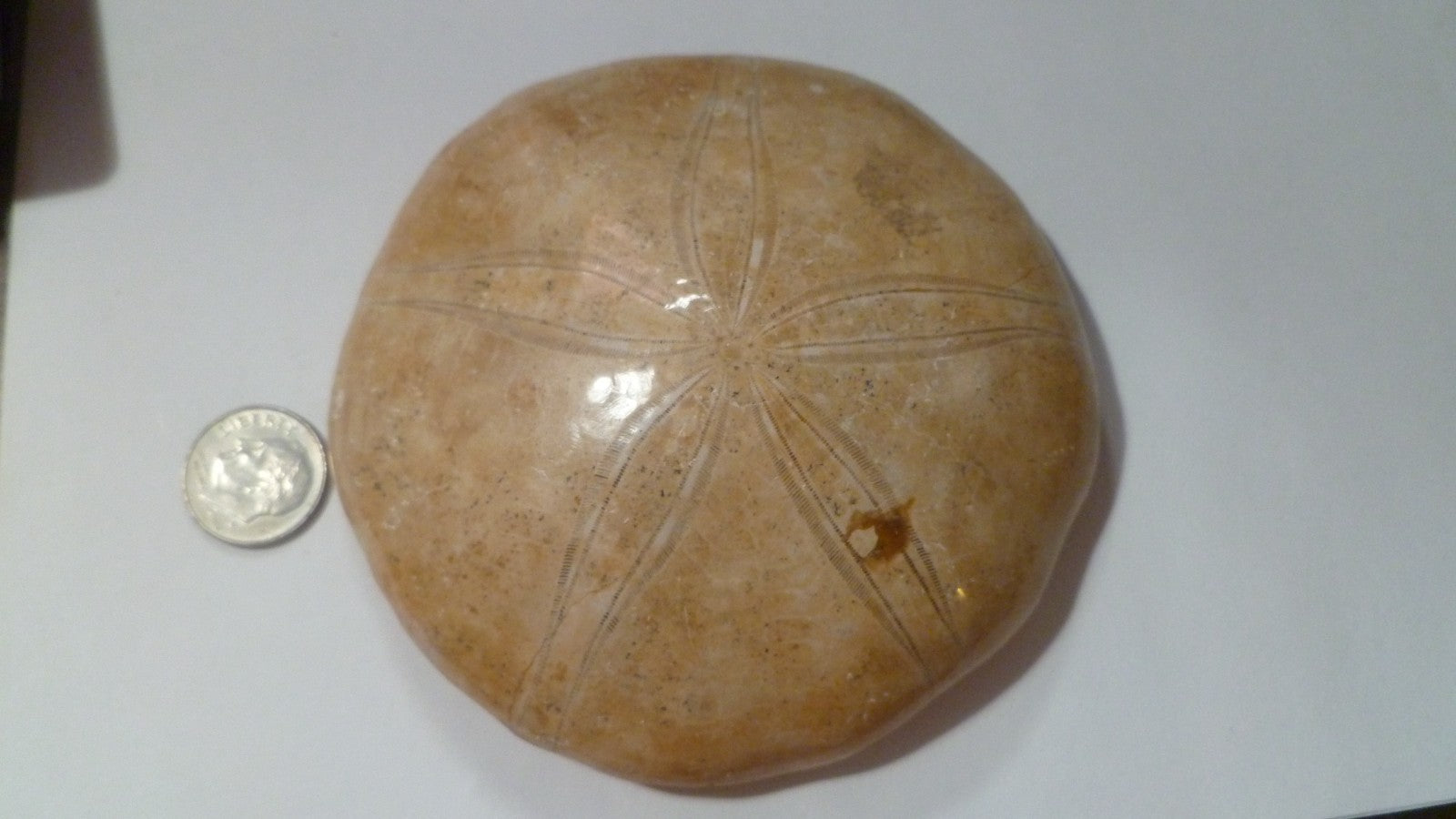 Excellent Sand dollar Clypeasteroid Fossil Perfect Polished Star 3 & 5/8"
