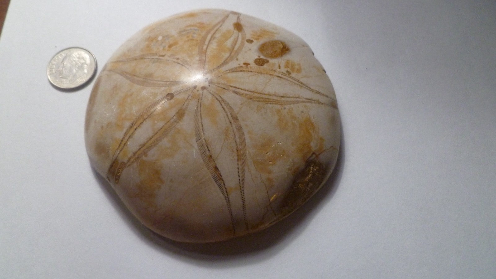 Excellent Sand dollar Clypeasteroid Fossil Perfect Polished Star 3 & 1/4"