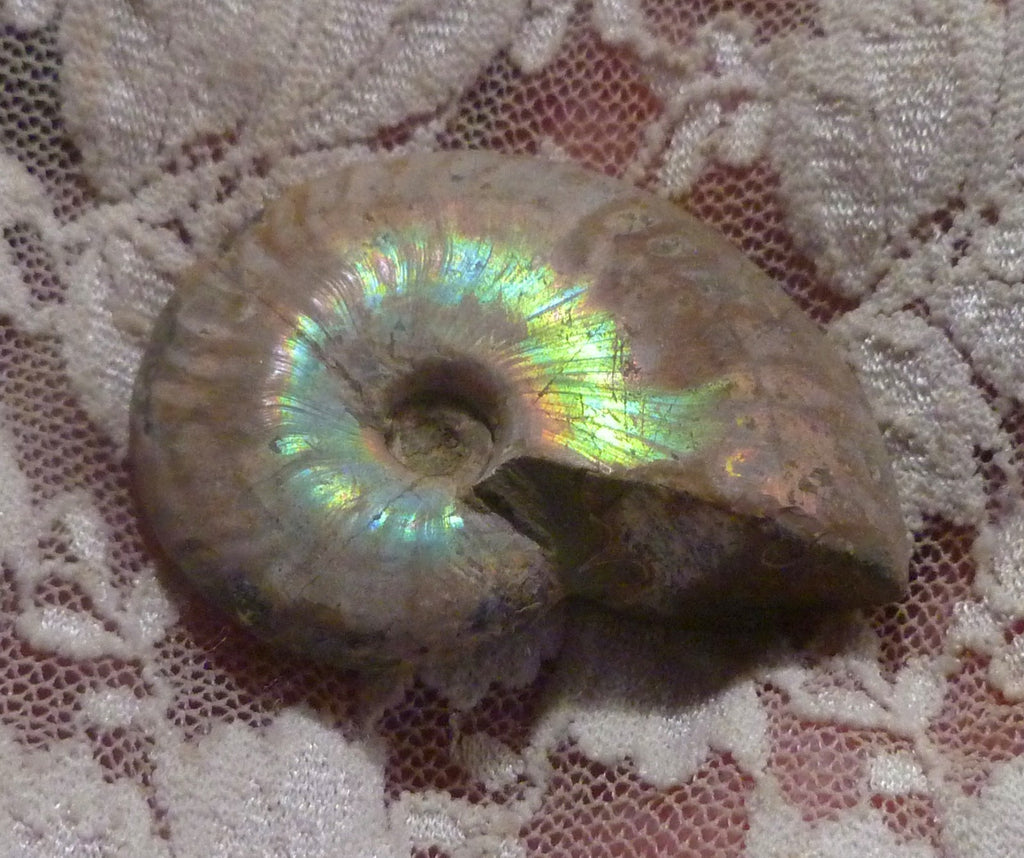 43mm Iridescent AMMONITE FOSSIL Opalized 100 million Years Madagascar