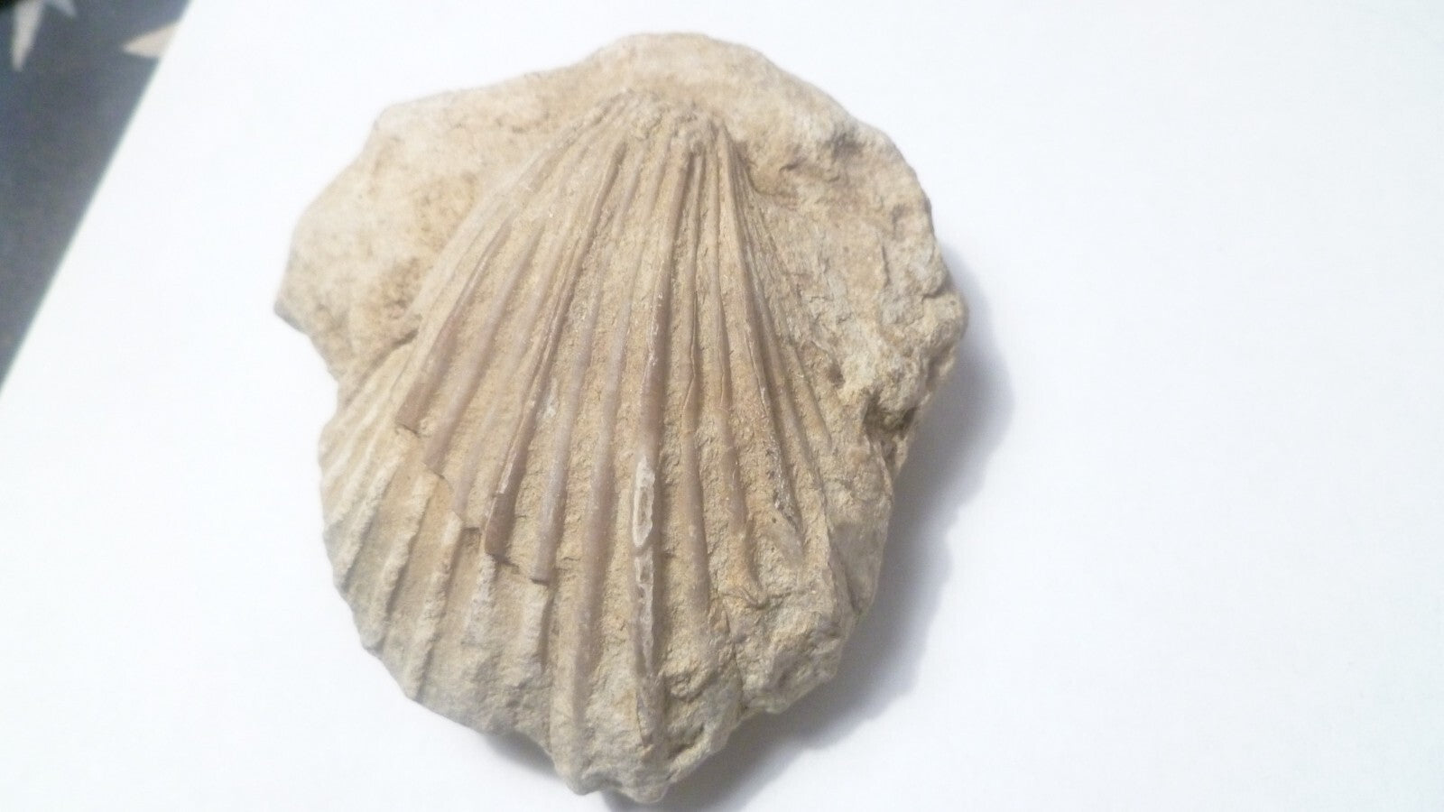 2.75" Clam Fossil South Dakota