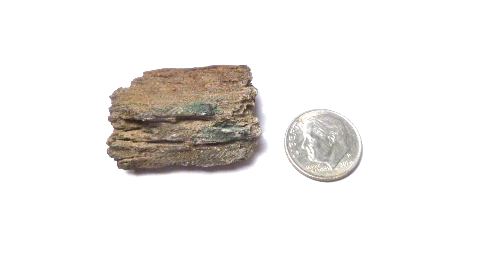 Nice Woodworthia Petrified Wood NE AZ 34x23mm