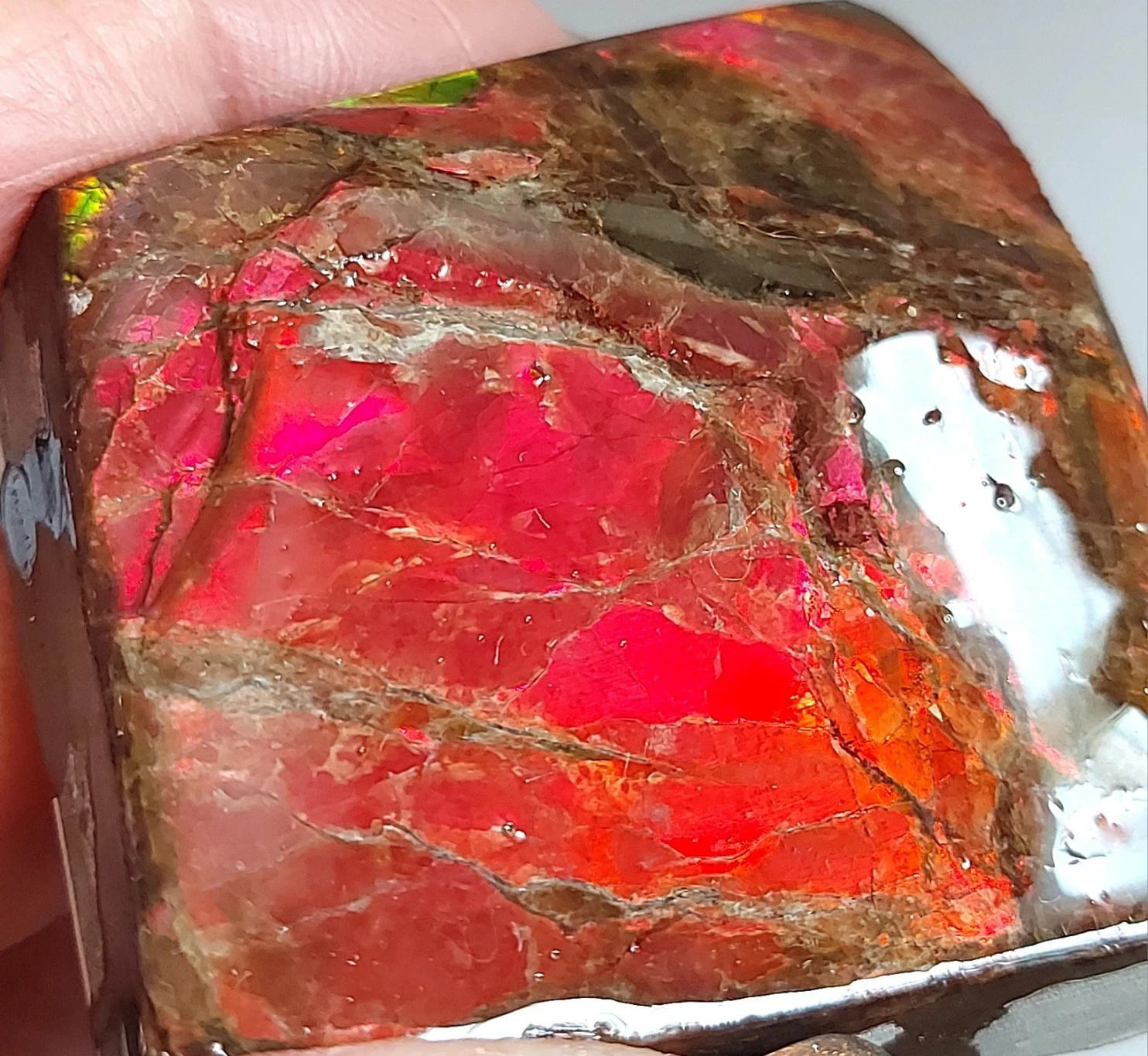 52x52x19mm  RED AMMOLITE  Color change gemstone Canada Ammonite