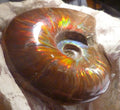 4.6" Red BLUE CENTER AMMONITE FOSSIL 100 MYO Madagascar OLD STOCK