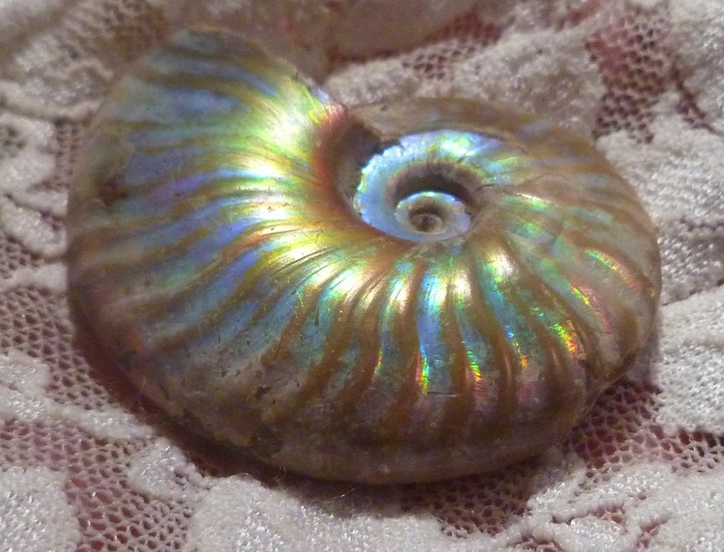 42mm Iridescent AMMONITE FOSSIL Opalized 100 million Years Madagascar