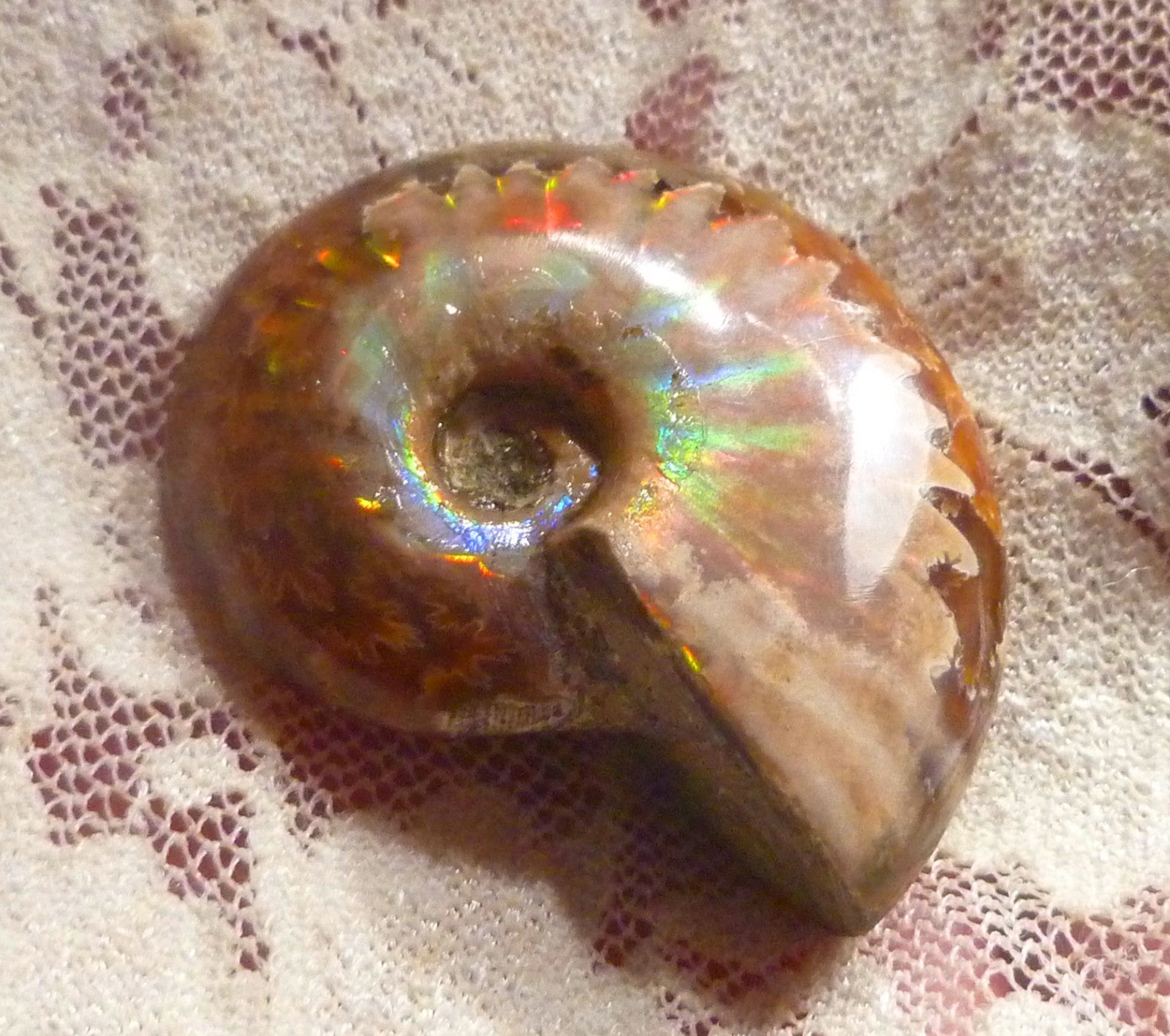 35mm Red GEM QUALITY AMMONITE FOSSIL 100 million Years Madagascar 69cts