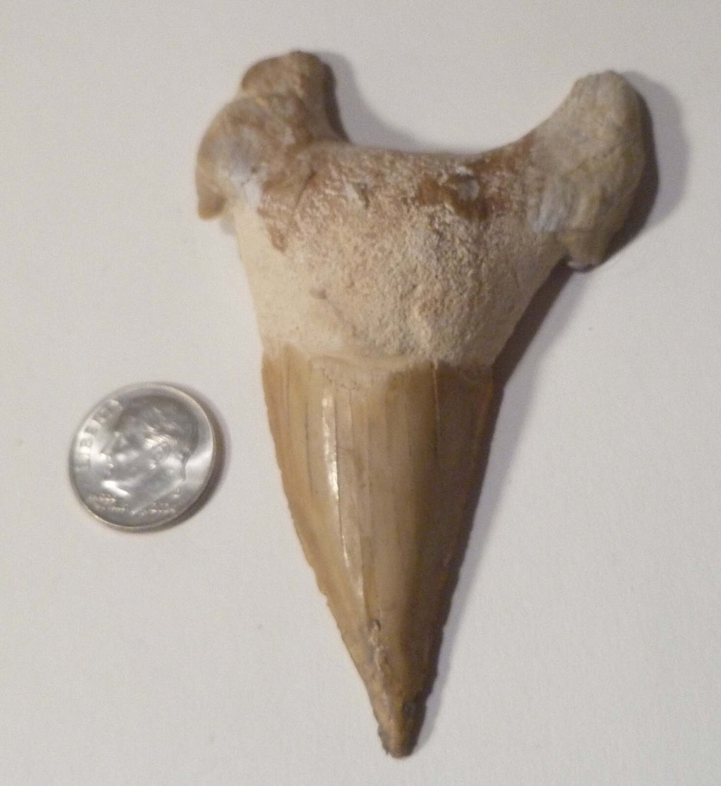 A+ Fossil Otodus Shark Tooth Megalodon Era 3.4” or  85mm