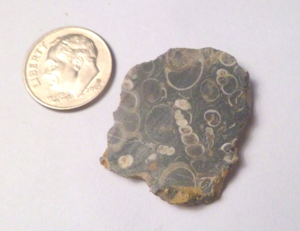 Ancient Sea Floor Slab Shell Fossils Agate 4 Cabochons Collection 100myo