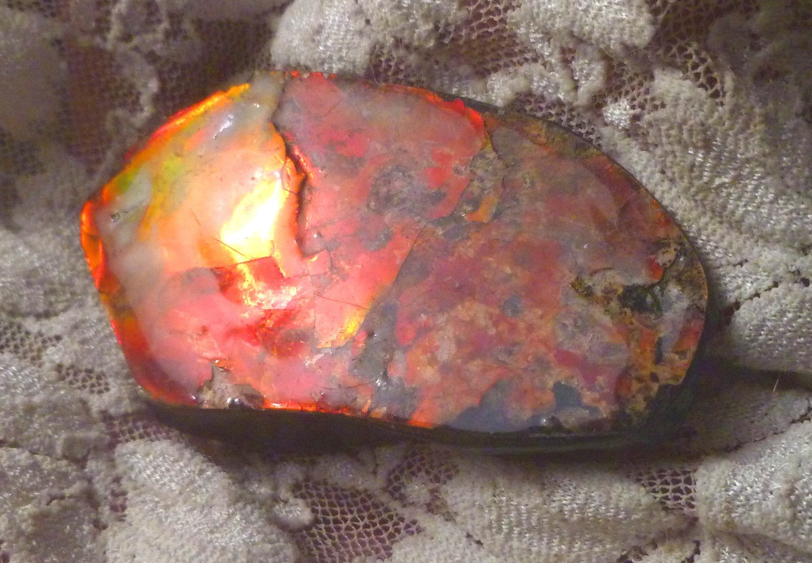 65x36mm RED AMMOLITE  Color change gemstone Canada Ammonite