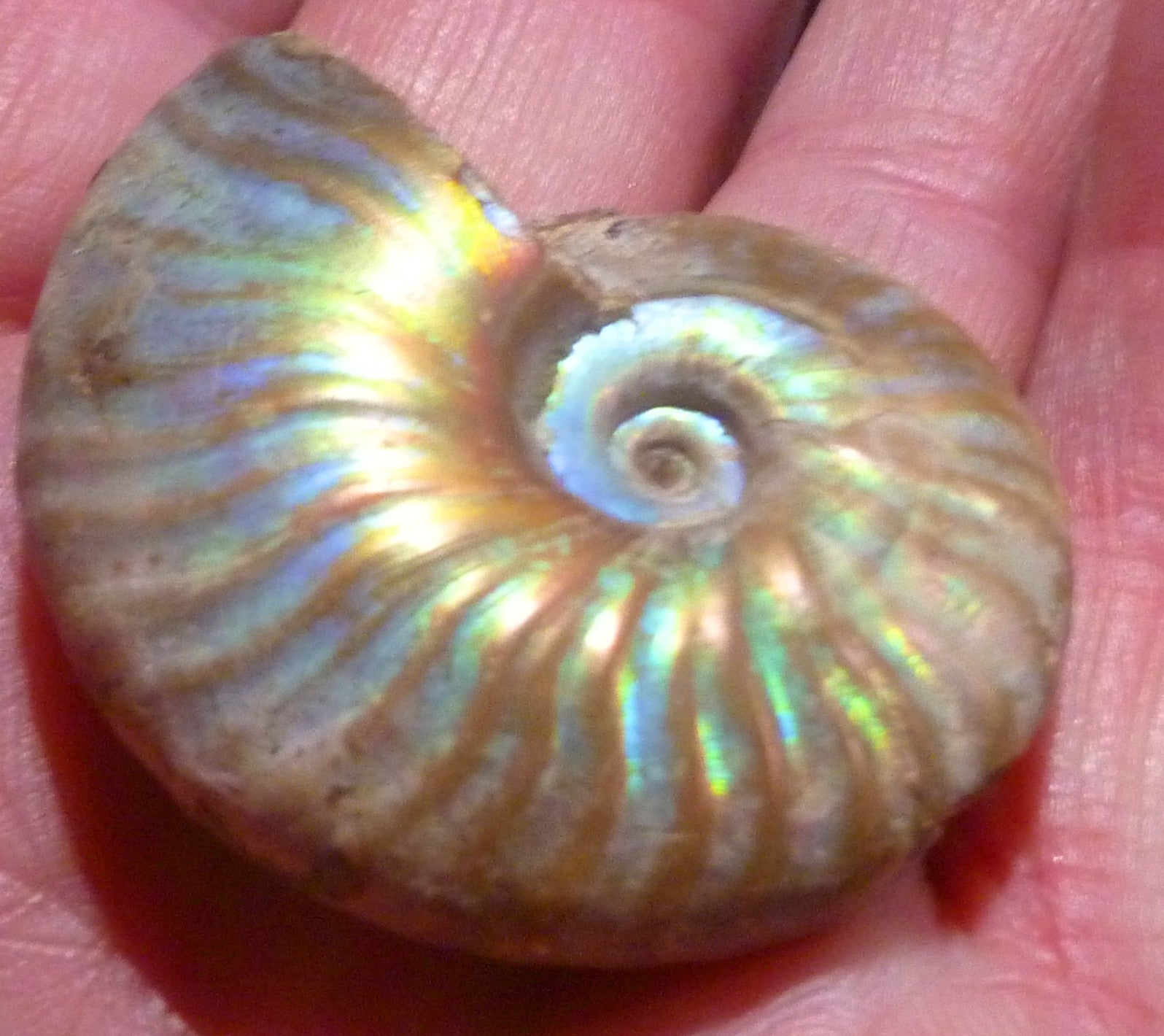 42mm Iridescent AMMONITE FOSSIL Opalized 100 million Years Madagascar