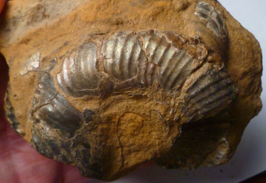 Rare Iridescent Didymoceras Ammonite Fossil South Dakota Cretaceous