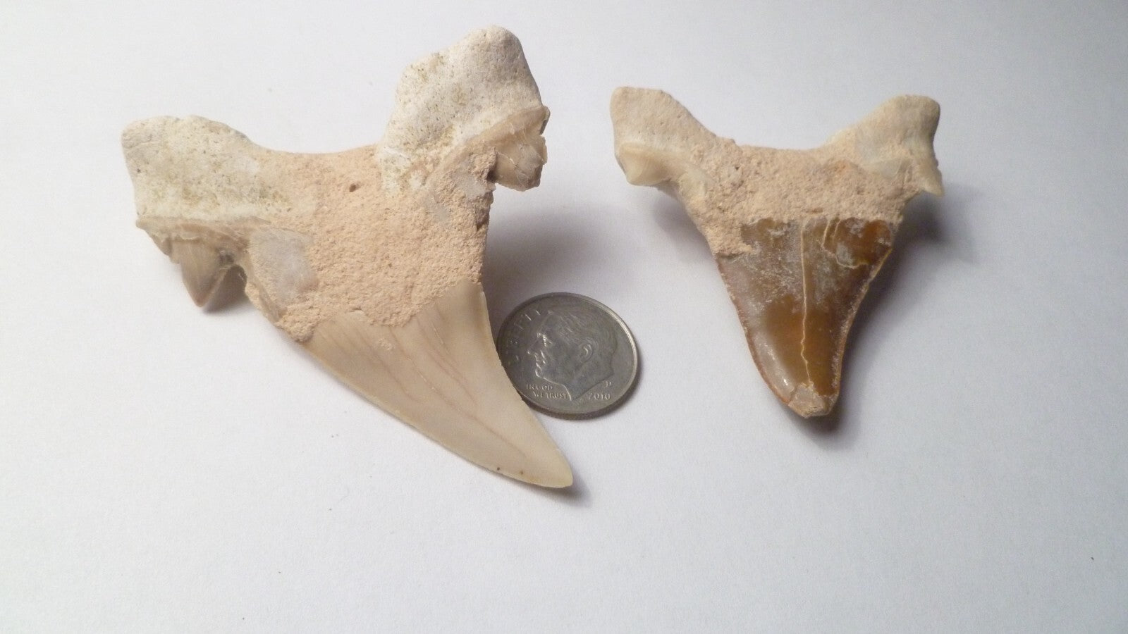 LOT of 2 Otodus Obliquus Shark Fossil Tooth Specimen Morocco 2.75"