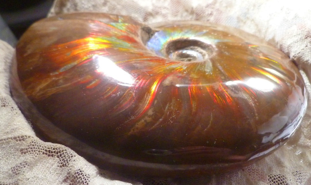 4.6" Red BLUE CENTER AMMONITE FOSSIL 100 MYO Madagascar OLD STOCK