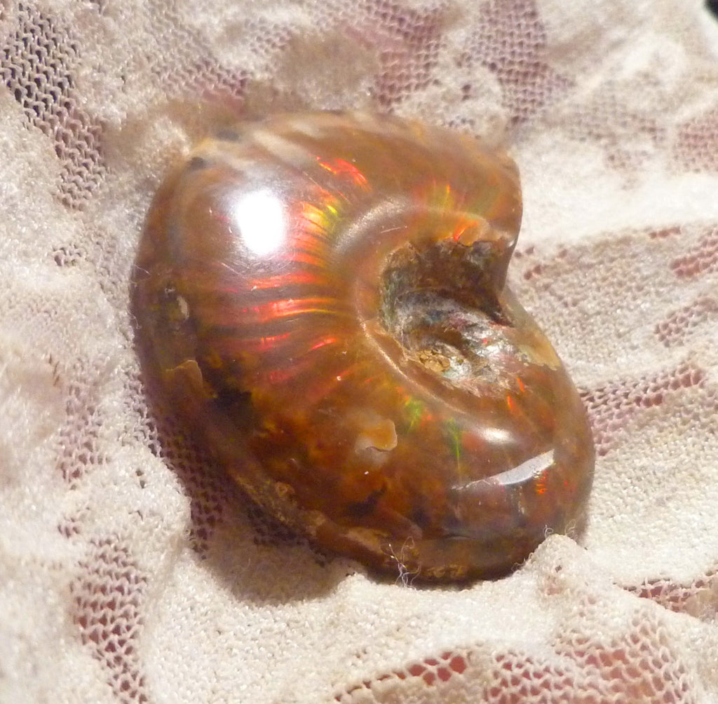 44mm Red QUALITY AMMONITE FOSSIL 100 million Years Madagascar 129.4cts