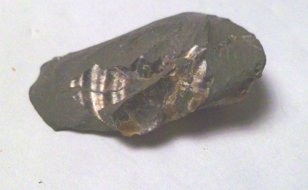 1.75" Iridescent Partial Clam Fossil South Dakota Very Rare
