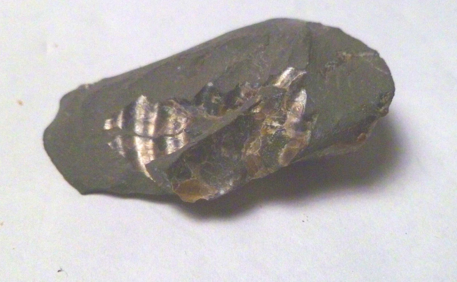 1.75" Iridescent Partial Clam Fossil South Dakota Very Rare