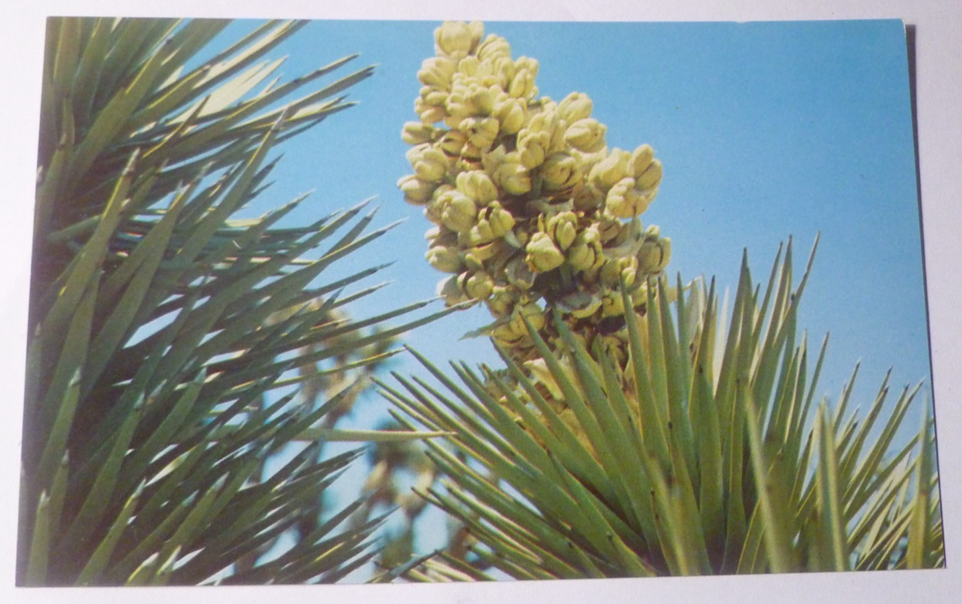 Postcard Joshua Tree Blossums California USA 1961
