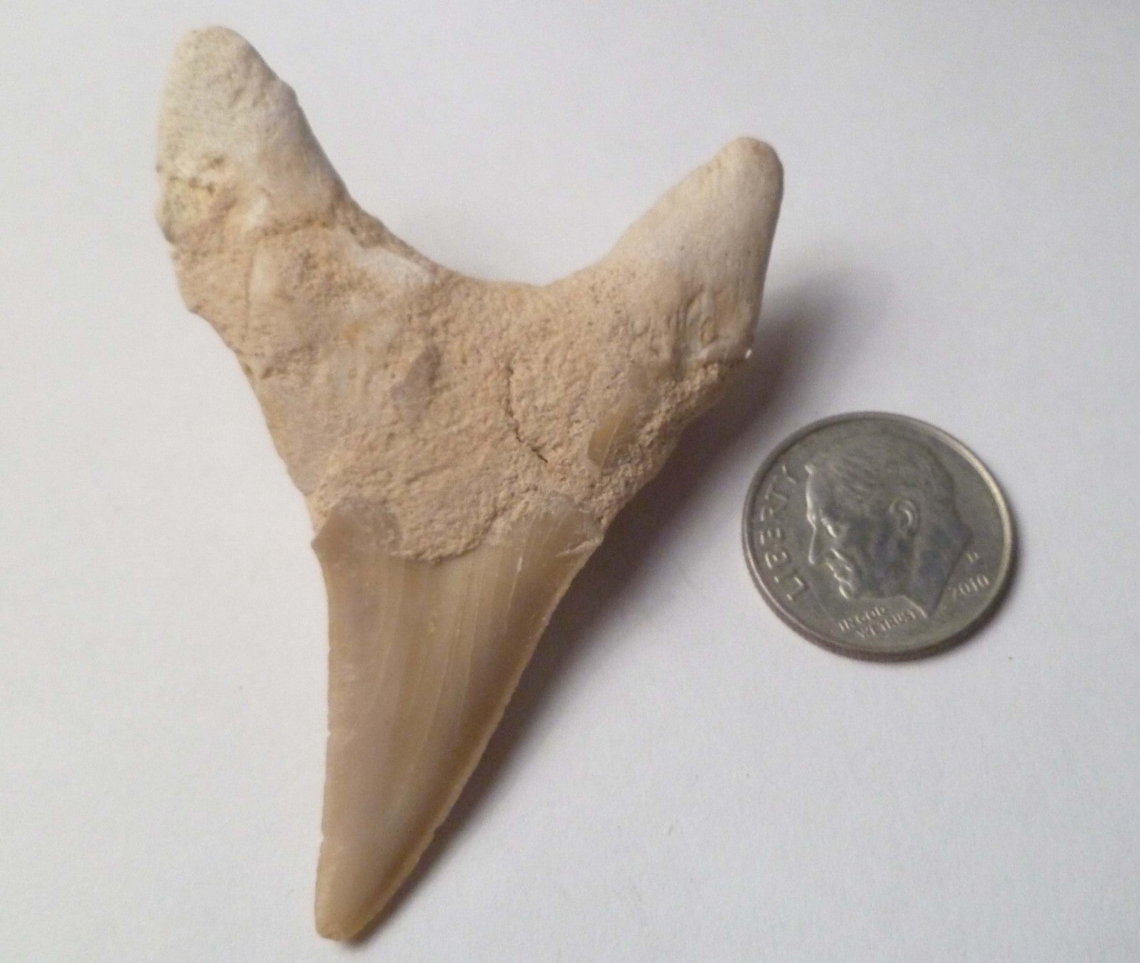 2.25" Otodus Obliquus SHARP Shark Fossil Tooth Specimen Oued Zem Morocco