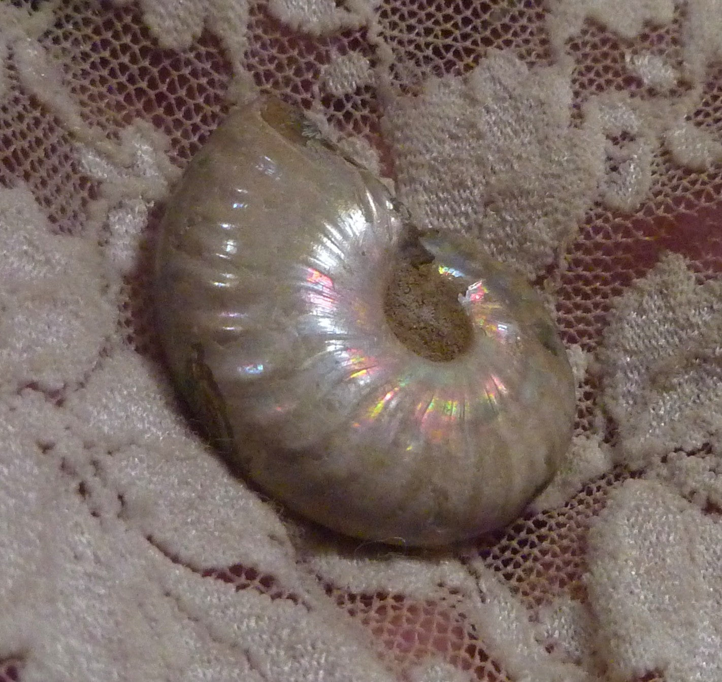 30mm Iridescent AMMONITE FOSSIL Opalized 100 million Years Madagascar
